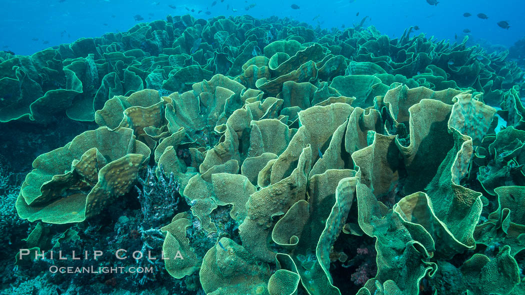 Spectacular display of pristine cabbage coral, Turbinaria reniformis, in Nigali Pass on Gao Island, Fiji. Nigali Passage, Gau Island, Lomaiviti Archipelago, Cabbage coral, Turbinaria reniformis, natural history stock photograph, photo id 31733