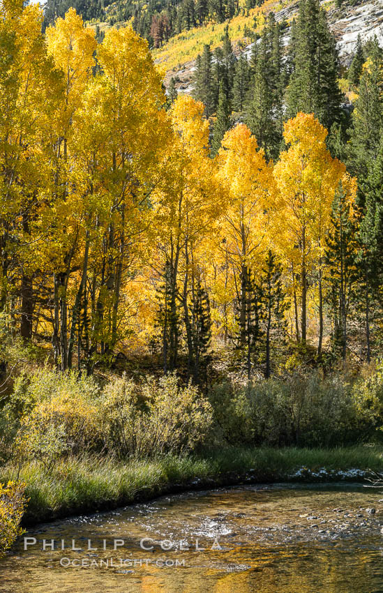 Turning aspen trees in Autumn, South Fork of Bishop Creek Canyon. Sierra Nevada Mountains, California, USA, natural history stock photograph, photo id 35837