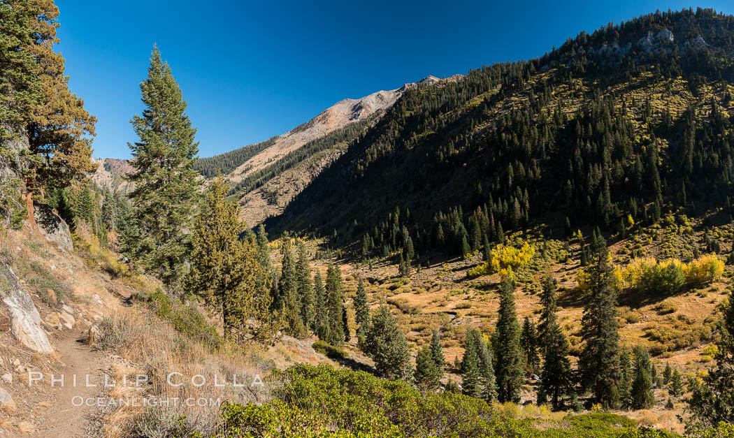 Aspens show fall colors in Mineral King Valley, part of Sequoia National Park in the southern Sierra Nevada, California. USA, natural history stock photograph, photo id 32262