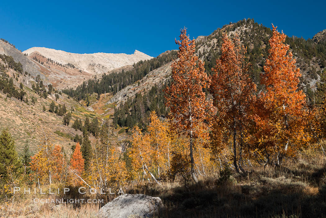 Aspens show fall colors in Mineral King Valley, part of Sequoia National Park in the southern Sierra Nevada, California. USA, natural history stock photograph, photo id 32270