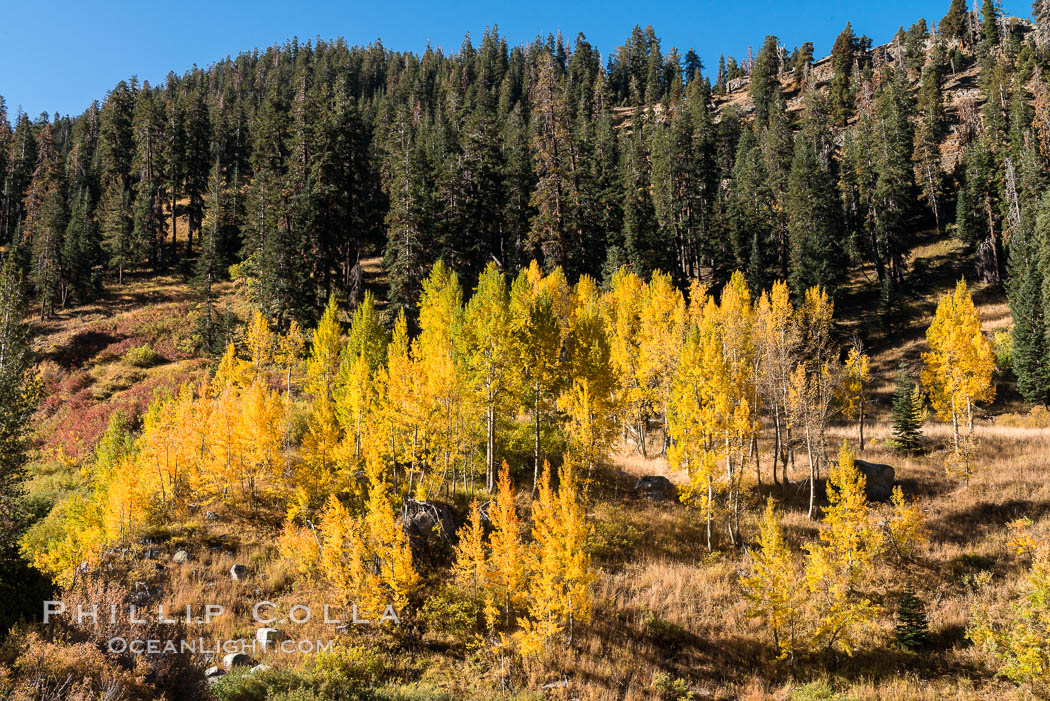 Aspens show fall colors in Mineral King Valley, part of Sequoia National Park in the southern Sierra Nevada, California. USA, natural history stock photograph, photo id 32278
