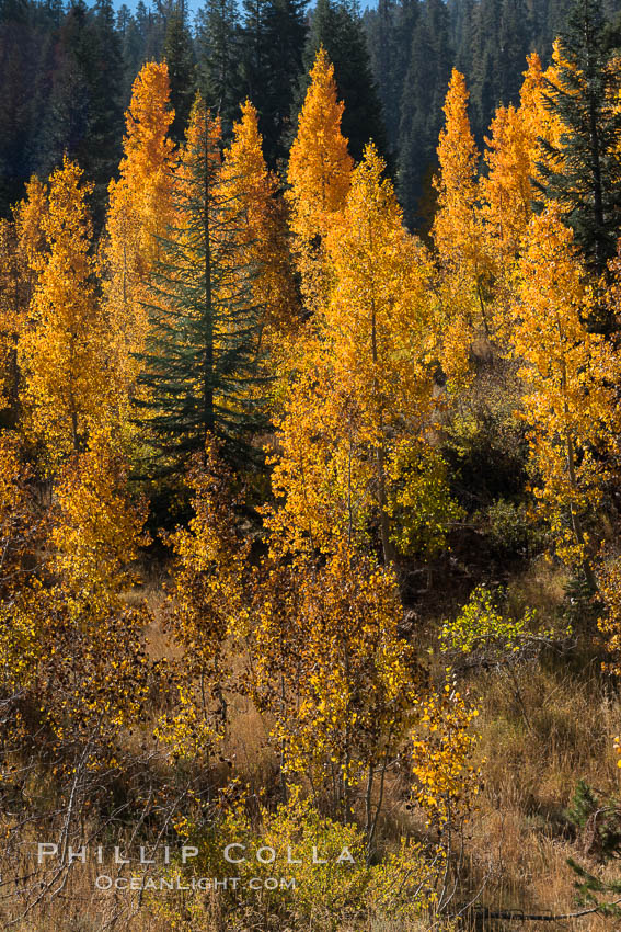 Aspens show fall colors in Mineral King Valley, part of Sequoia National Park in the southern Sierra Nevada, California. USA, natural history stock photograph, photo id 32290