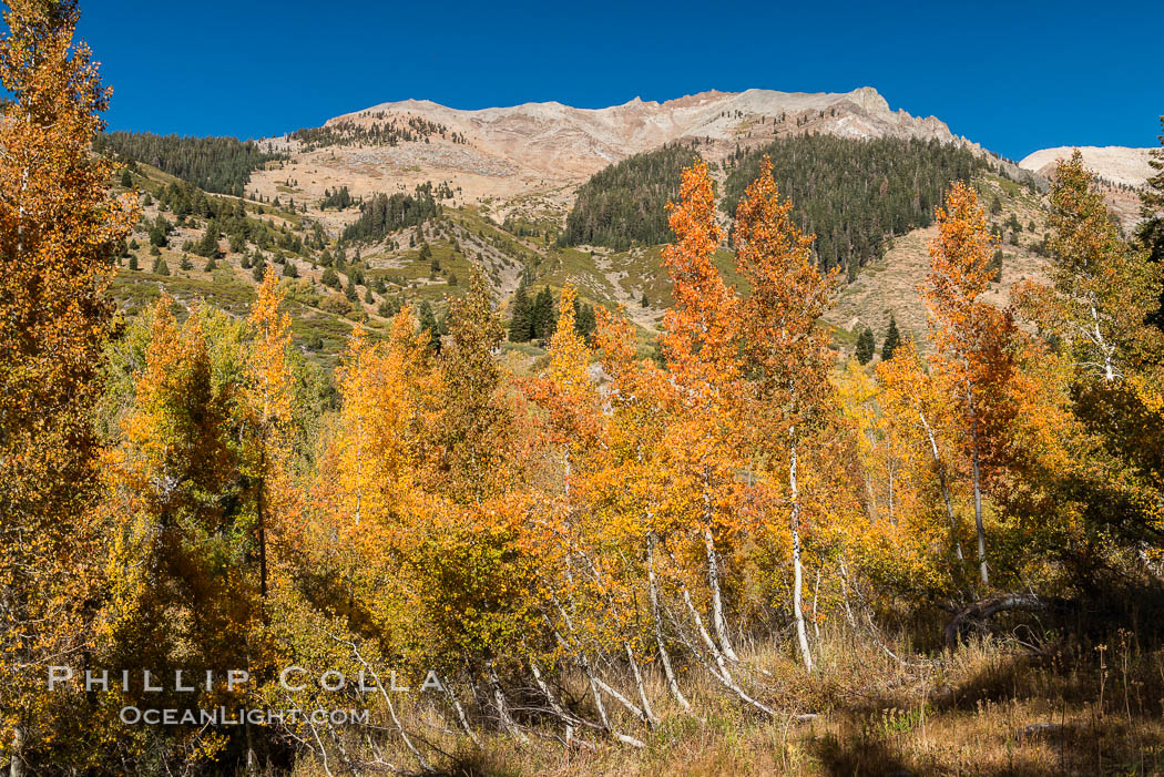 Aspens show fall colors in Mineral King Valley, part of Sequoia National Park in the southern Sierra Nevada, California. USA, natural history stock photograph, photo id 32268