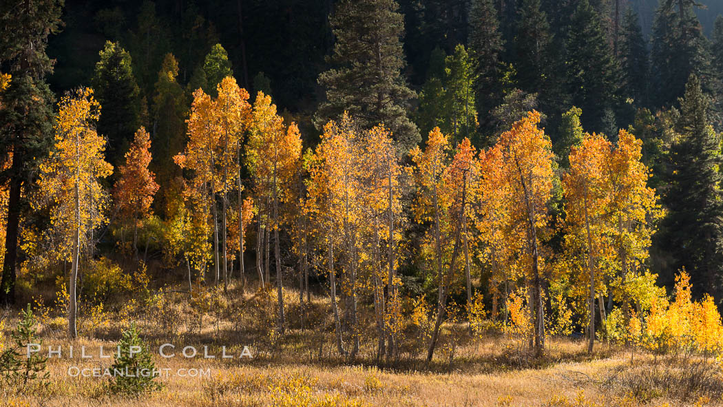 Aspens show fall colors in Mineral King Valley, part of Sequoia National Park in the southern Sierra Nevada, California. USA, natural history stock photograph, photo id 32272