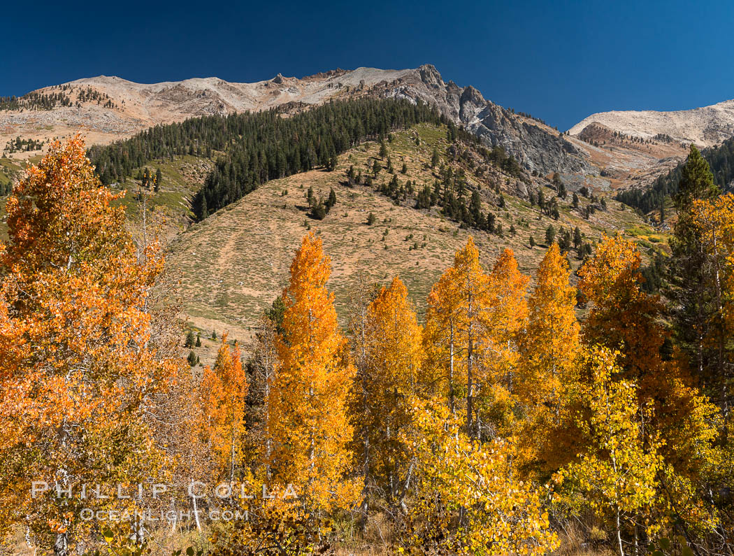 Aspens show fall colors in Mineral King Valley, part of Sequoia National Park in the southern Sierra Nevada, California. USA, natural history stock photograph, photo id 32292