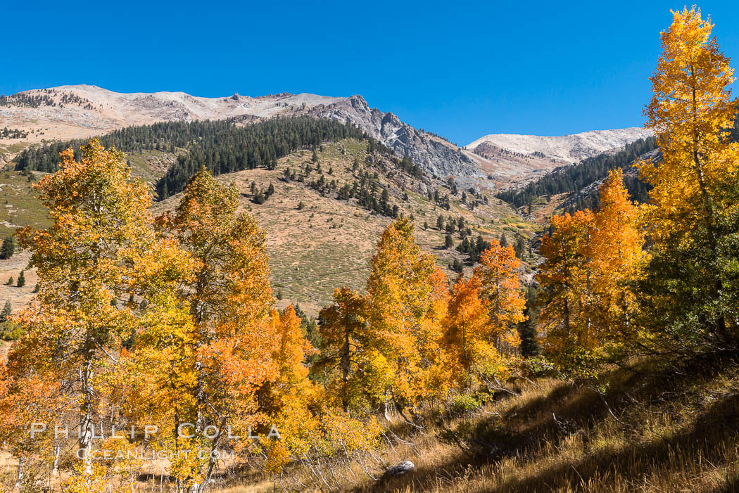Aspens show fall colors in Mineral King Valley, part of Sequoia National Park in the southern Sierra Nevada, California. USA, natural history stock photograph, photo id 32296