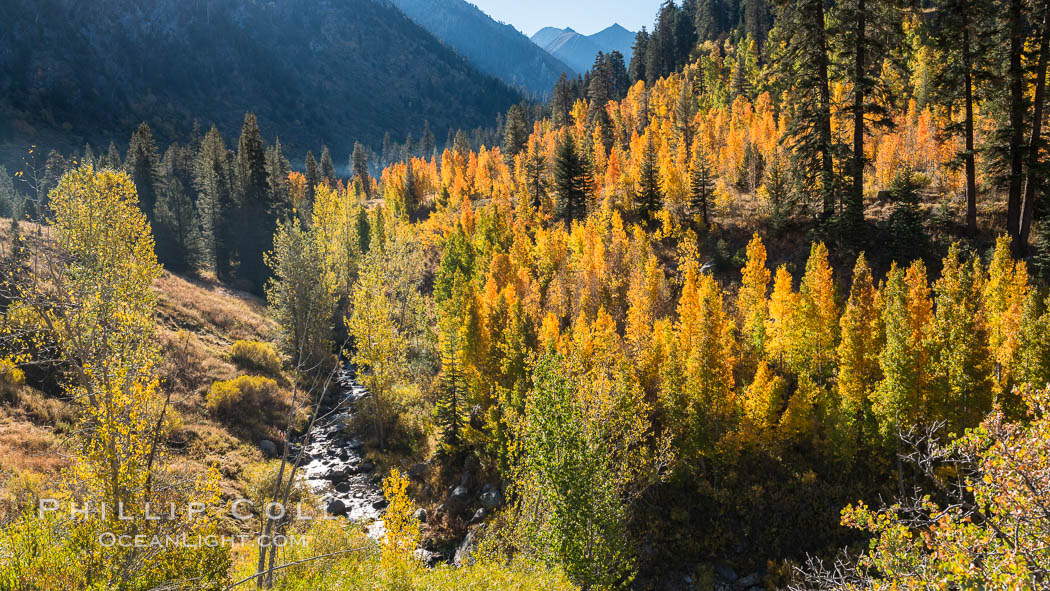 Aspens show fall colors in Mineral King Valley, part of Sequoia National Park in the southern Sierra Nevada, California. USA, natural history stock photograph, photo id 32259