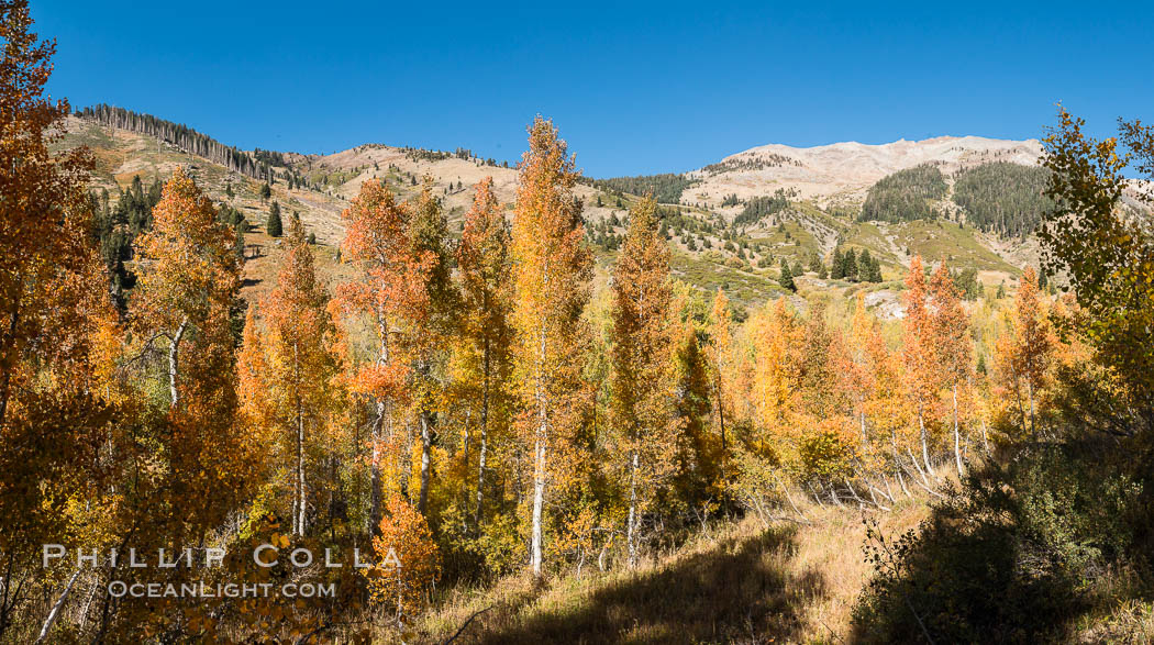Aspens show fall colors in Mineral King Valley, part of Sequoia National Park in the southern Sierra Nevada, California. USA, natural history stock photograph, photo id 32267