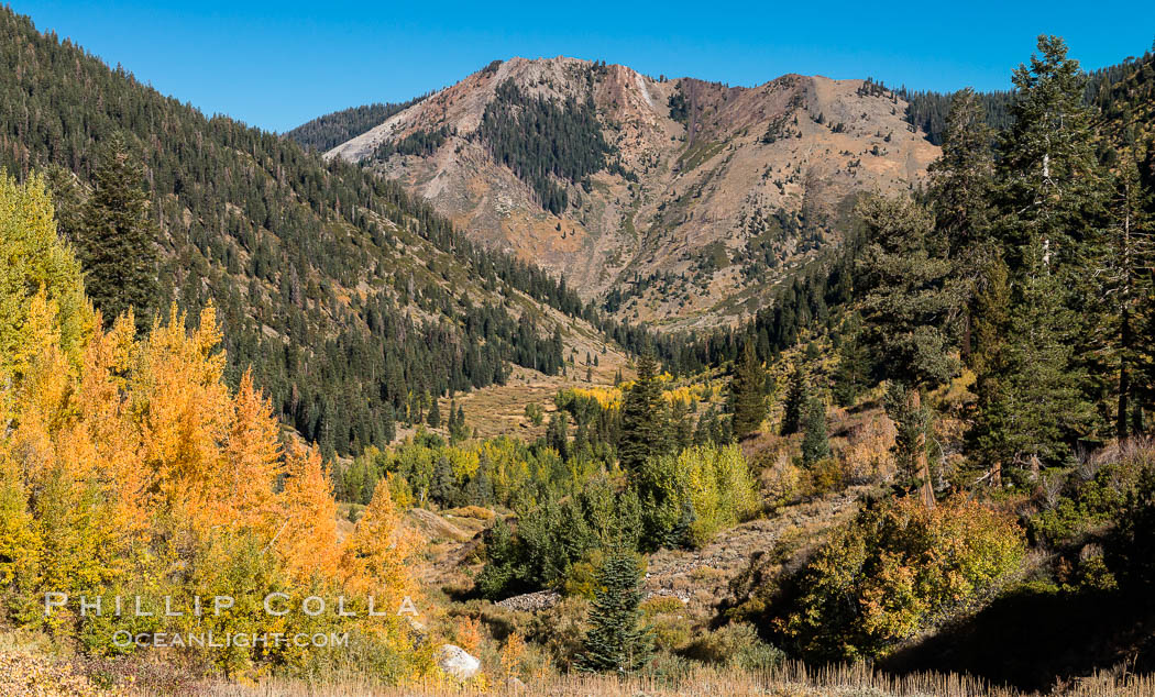 Aspens show fall colors in Mineral King Valley, part of Sequoia National Park in the southern Sierra Nevada, California. USA, natural history stock photograph, photo id 32279