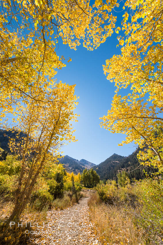 Aspens show fall colors in Mineral King Valley, part of Sequoia National Park in the southern Sierra Nevada, California. USA, natural history stock photograph, photo id 32287