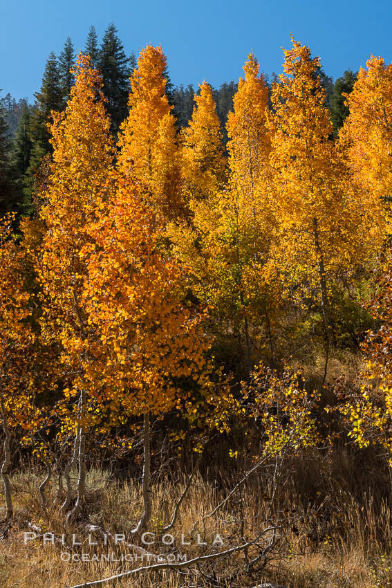 Aspens show fall colors in Mineral King Valley, part of Sequoia National Park in the southern Sierra Nevada, California. USA, natural history stock photograph, photo id 32291