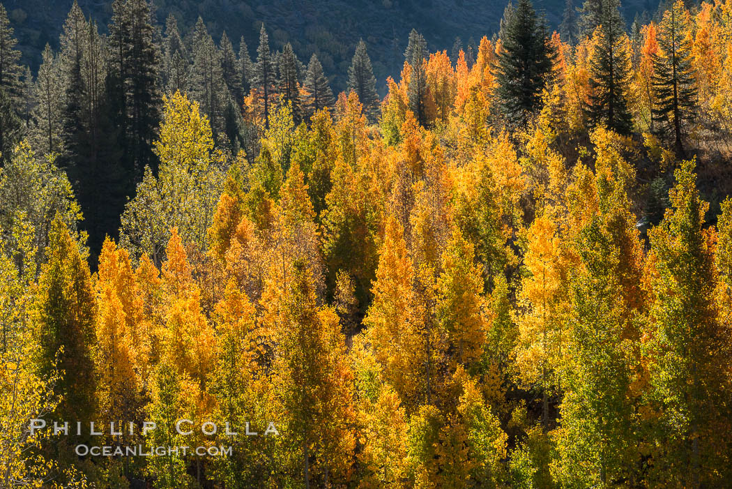 Aspens show fall colors in Mineral King Valley, part of Sequoia National Park in the southern Sierra Nevada, California