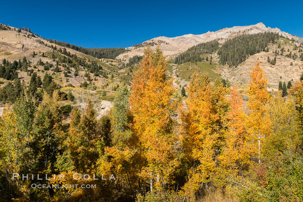 Aspens show fall colors in Mineral King Valley, part of Sequoia National Park in the southern Sierra Nevada, California. USA, natural history stock photograph, photo id 32269