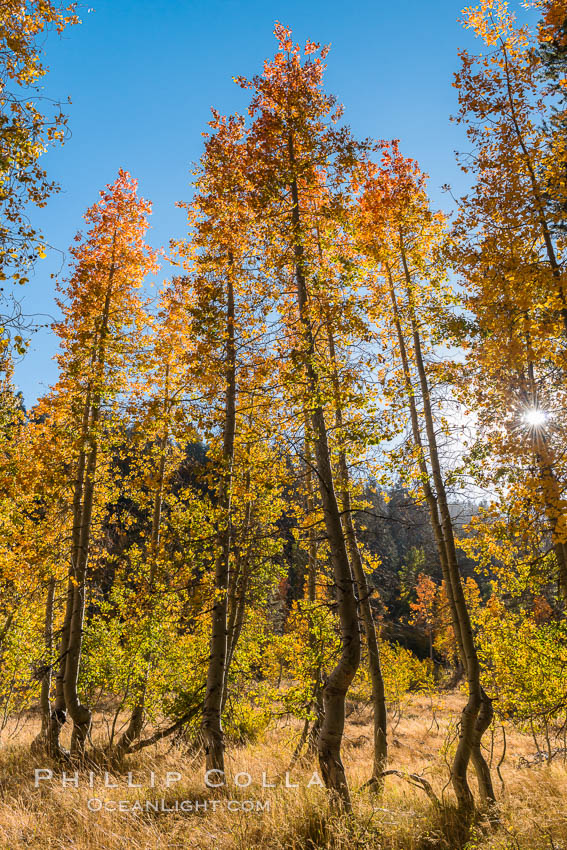 Aspens show fall colors in Mineral King Valley, part of Sequoia National Park in the southern Sierra Nevada, California. USA, natural history stock photograph, photo id 32273