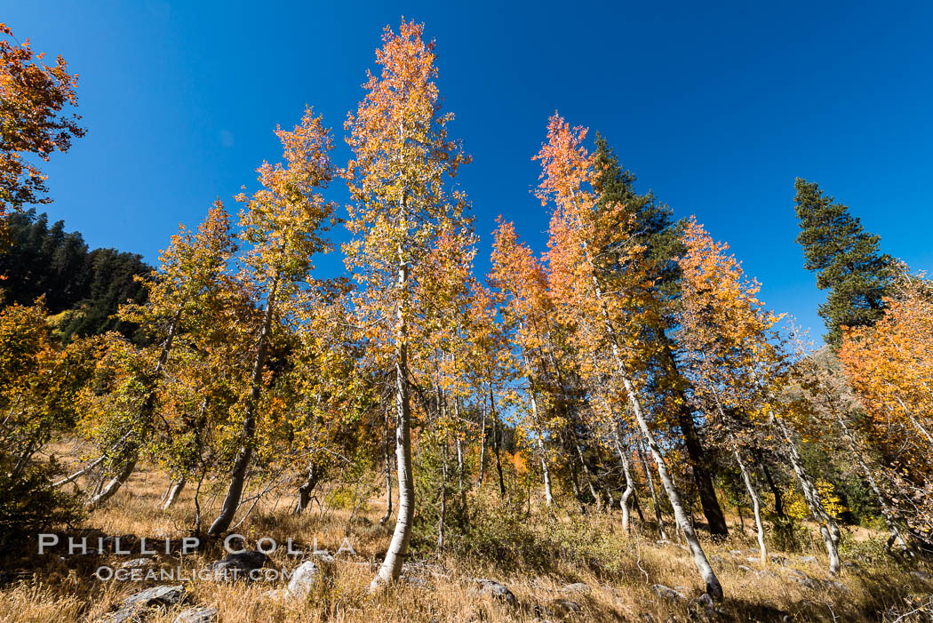 Aspens show fall colors in Mineral King Valley, part of Sequoia National Park in the southern Sierra Nevada, California. USA, natural history stock photograph, photo id 32289