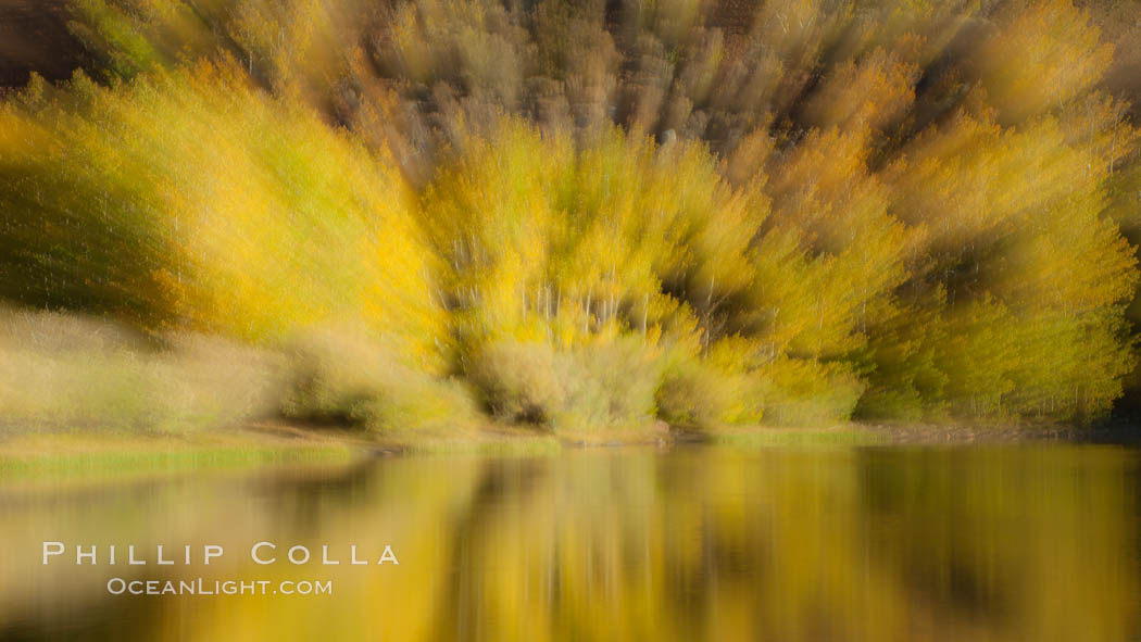 Turning aspens in autumn, reflected in North Lake. Bishop Creek Canyon Sierra Nevada Mountains, California, USA, Populus tremuloides, natural history stock photograph, photo id 26069