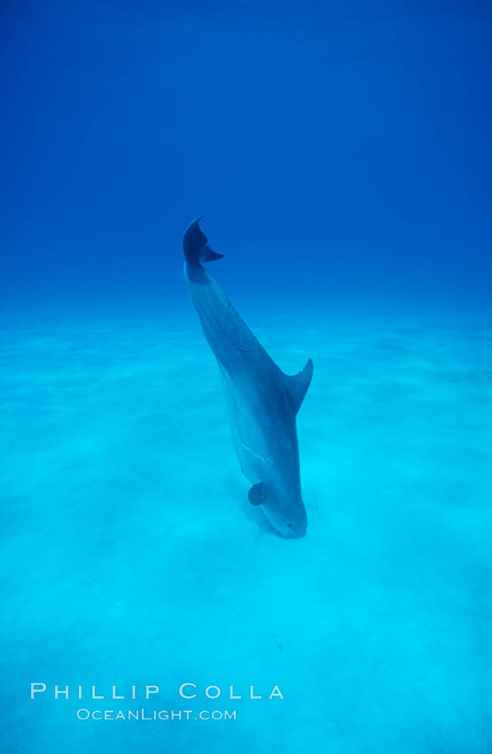 Atlantic bottlenose dolphin, foraging in sand. Bahamas, Tursiops truncatus, natural history stock photograph, photo id 00694