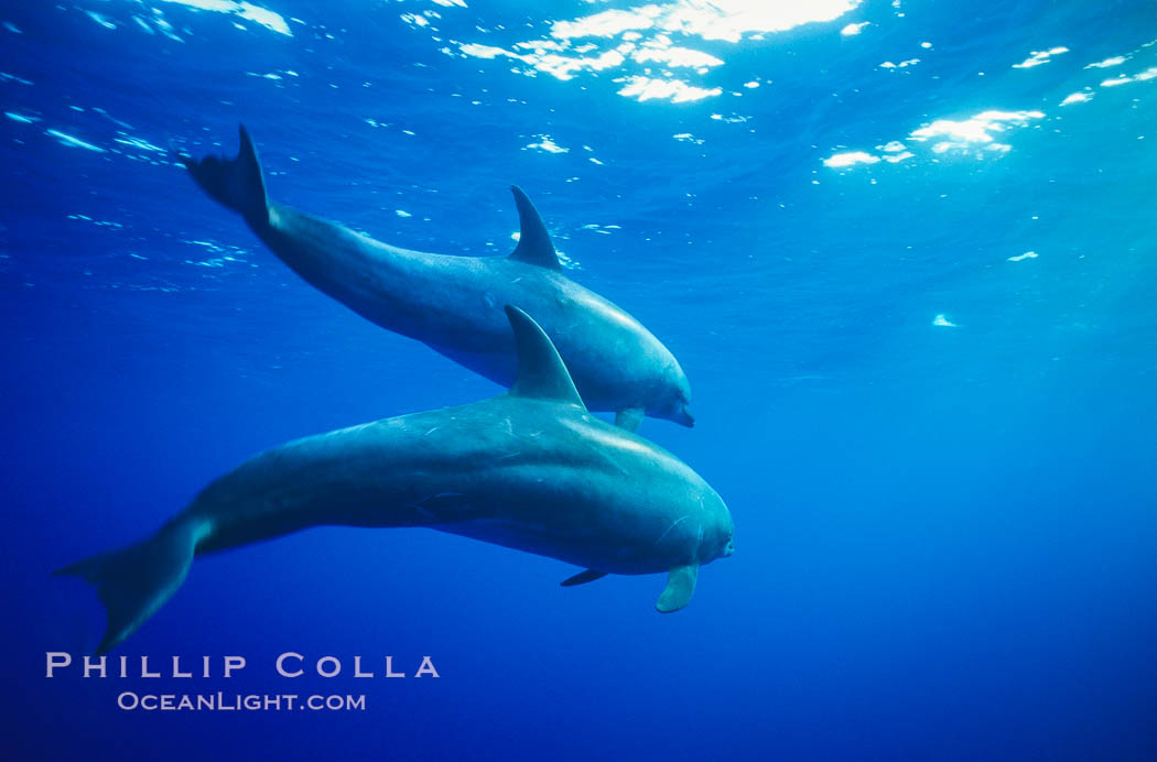 Pacific bottlenose dolphin. Guadalupe Island (Isla Guadalupe), Baja California, Mexico, Tursiops truncatus, natural history stock photograph, photo id 00968