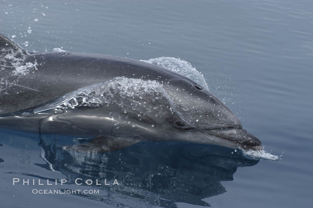 Pacific bottlenose dolphin hydrodynamically slices the ocean as it surfaces to breathe.  Open ocean near San Diego. California, USA, Tursiops truncatus, natural history stock photograph, photo id 07164