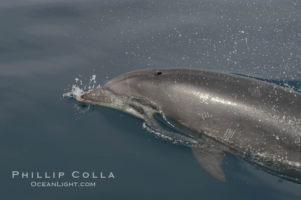 Pacific bottlenose dolphin opens its blowhole to breathe at the ocean surface.  Open ocean near San Diego. California, USA, Tursiops truncatus, natural history stock photograph, photo id 07172