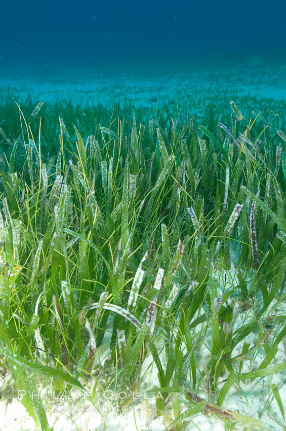 Turtle grass is the most common seagrass in the Caribbean, typically growing on sandy and coral rubble bottoms to a depth of 30 feet. Great Isaac Island, Bahamas, Thalassia testudinum, natural history stock photograph, photo id 10858