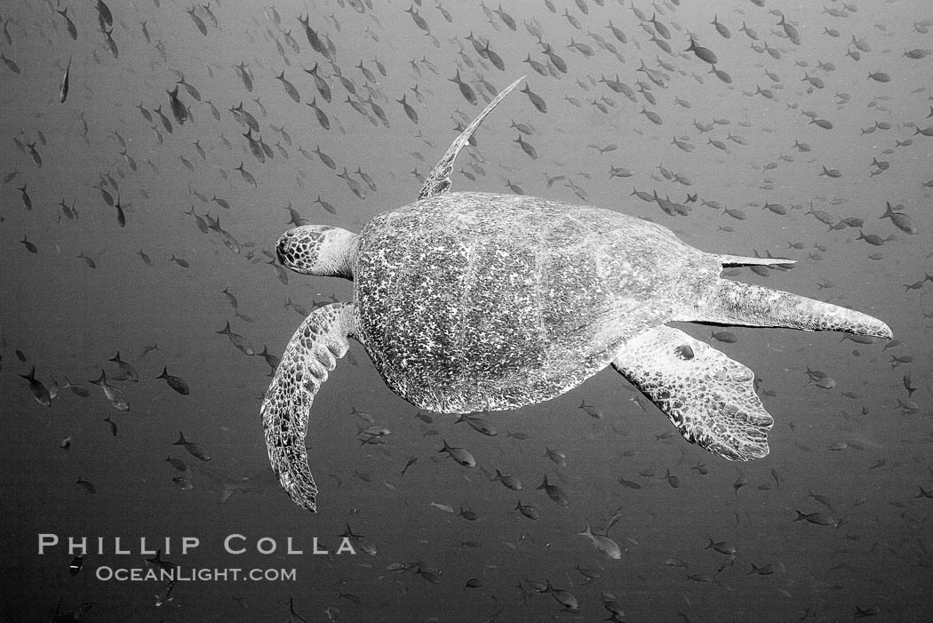 Sea Turtle, underwater, black and white. Wolf Island, Galapagos Islands, Ecuador, natural history stock photograph, photo id 16382