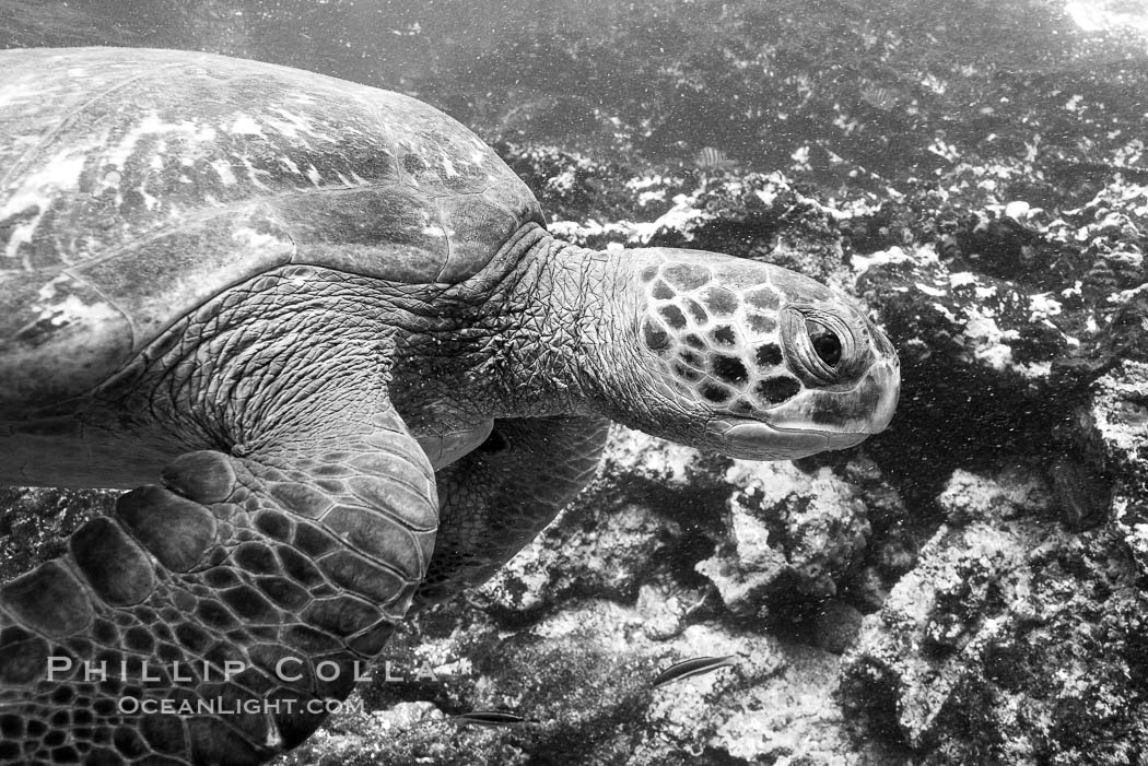 Turtle, Black and white / grainy. Bartolome Island, Galapagos Islands, Ecuador, natural history stock photograph, photo id 16386