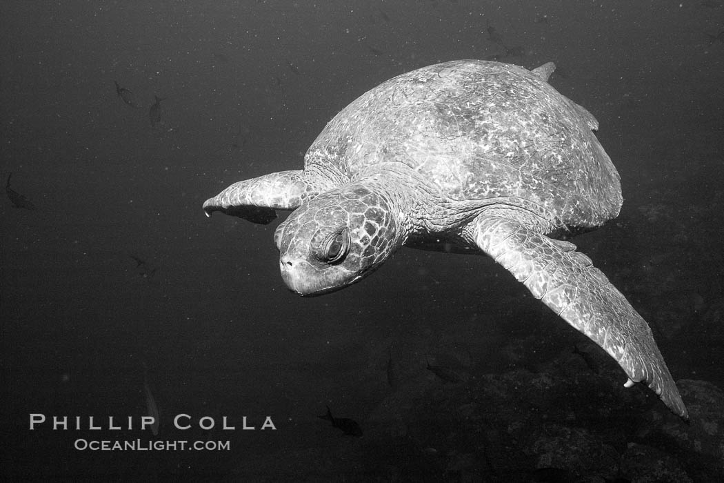 Sea Turtle, underwater, black and white. Wolf Island, Galapagos Islands, Ecuador, natural history stock photograph, photo id 16383