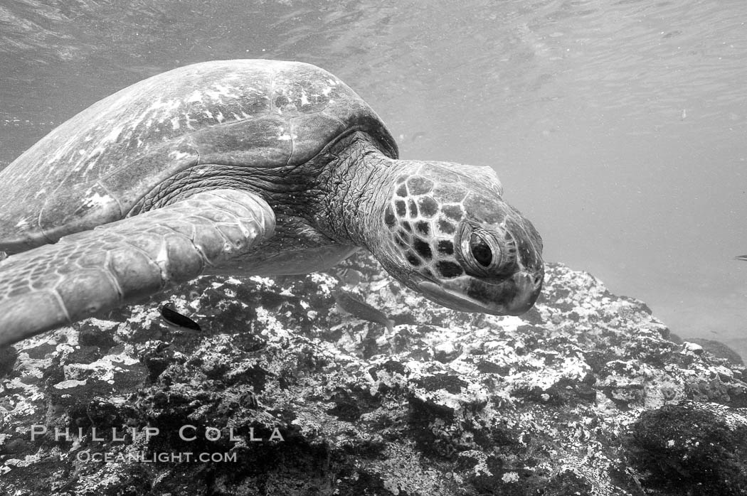 Turtle, Black and white / grainy. Bartolome Island, Galapagos Islands, Ecuador, natural history stock photograph, photo id 16387