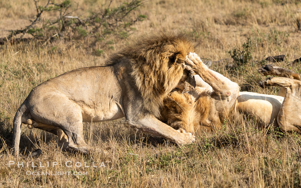Two Adult Male Lions Fight to Establish Territory, Greater Masai Mara, Kenya. Both of these large males emerged from the battle with wounds, and it was not clear who prevailed. Mara North Conservancy, Panthera leo, natural history stock photograph, photo id 39698