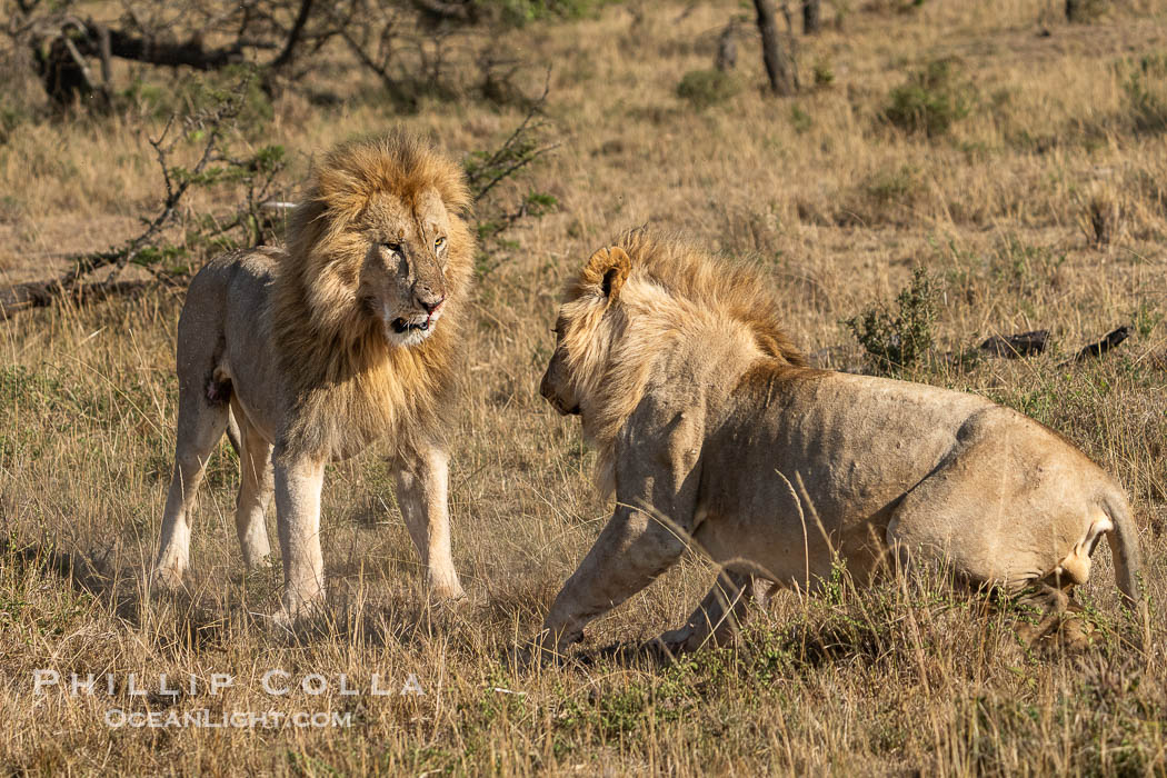 Two Adult Male Lions Fight to Establish Territory, Greater Masai Mara, Kenya. Both of these large males emerged from the battle with wounds, and it was not clear who prevailed. Mara North Conservancy, Panthera leo, natural history stock photograph, photo id 39700
