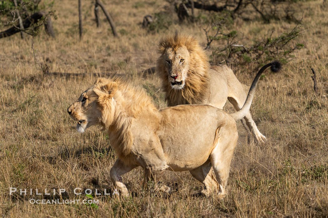 Two Adult Male Lions Fight to Establish Territory, Greater Masai Mara, Kenya. Both of these large males emerged from the battle with wounds, and it was not clear who prevailed. Mara North Conservancy, Panthera leo, natural history stock photograph, photo id 39701