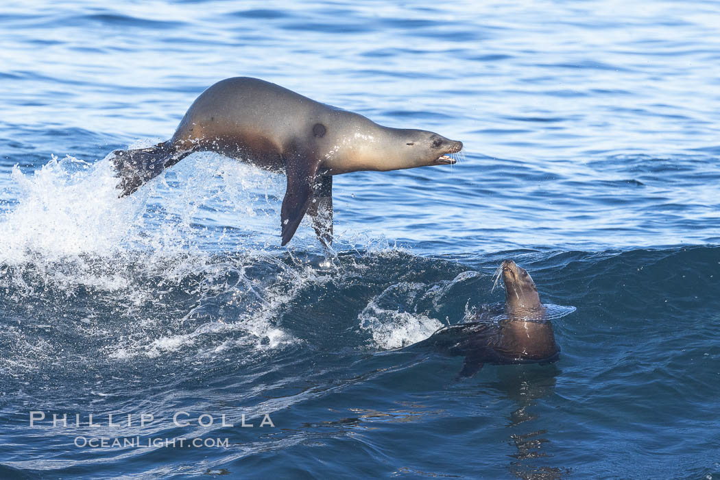 Two Bodysurfing Sea Lions Side by Side. California sea lion (Zalophus californianus) is surfing extreme shorebreak at Boomer Beach, Point La Jolla. The original bodysurfer. USA, Zalophus californianus, natural history stock photograph, photo id 37739