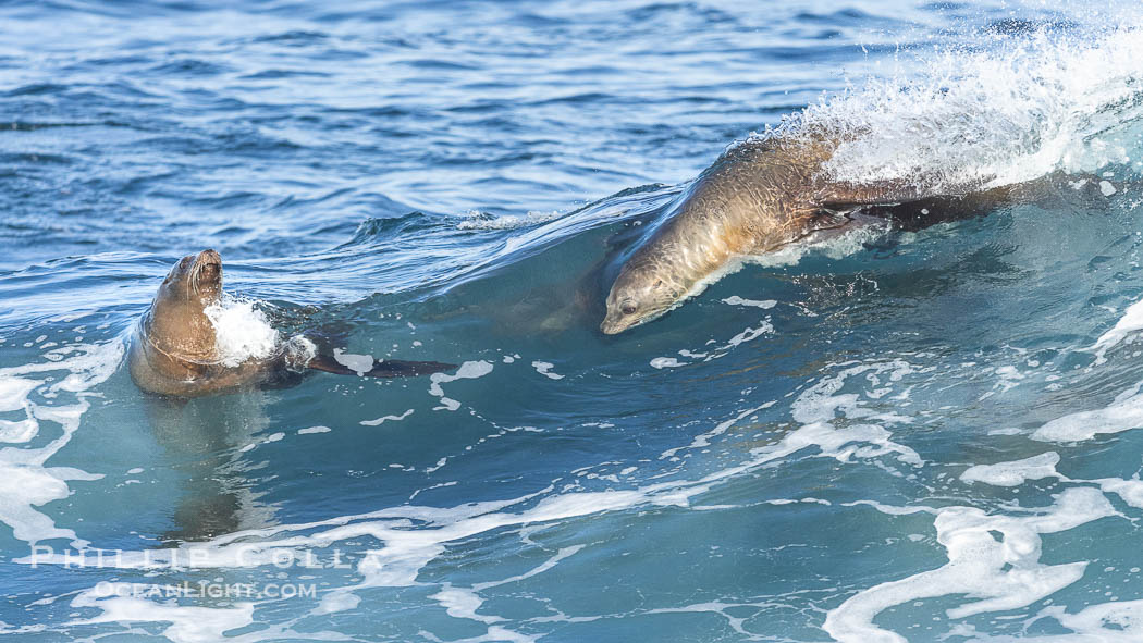 Two Bodysurfing Sea Lions. California sea lion (Zalophus californianus) is surfing extreme shorebreak at Boomer Beach, Point La Jolla. USA, Zalophus californianus, natural history stock photograph, photo id 38975