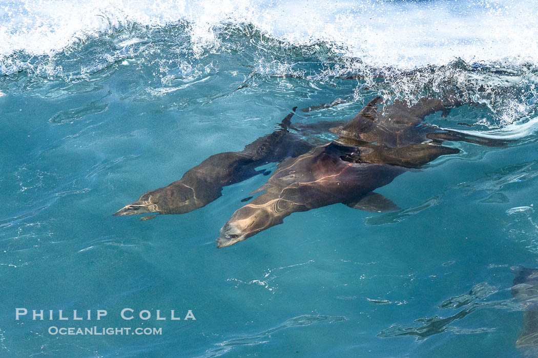 Two Bodysurfing Sea Lions Side by Side. California sea lion (Zalophus californianus) is surfing extreme shorebreak at Boomer Beach, Point La Jolla. USA, Zalophus californianus, natural history stock photograph, photo id 38985
