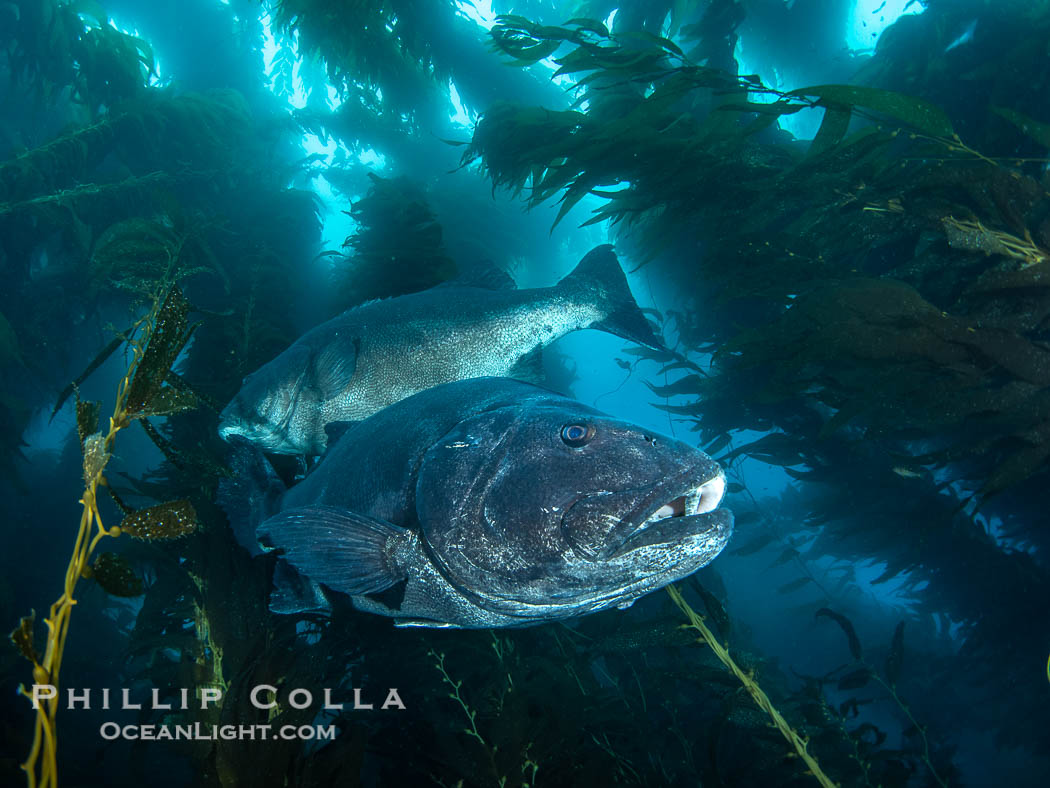 Two Giant Black Sea Bass in a Courtship Posture, in Kelp at Catalina Island. In summer months, black seabass gather in kelp forests in California and form courtship and mating aggregations. USA, Stereolepis gigas, natural history stock photograph, photo id 39440