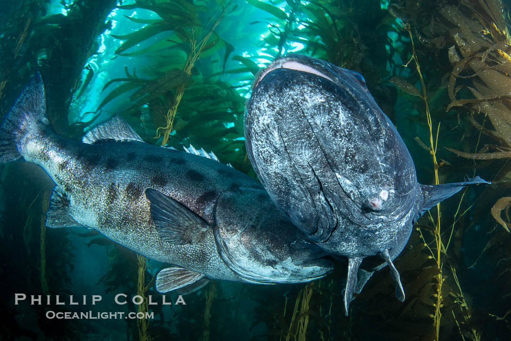 A male giant sea bass nudges a female giant sea bass to encourage spawning as they swim in a tight circle. This courting pair of giant sea bass is deep in the kelp forest at Catalina Island. In summer months, giant sea bass gather in kelp forests in California to form courtship and mating aggregations, eventually leading to spawning. USA, Stereolepis gigas, natural history stock photograph, photo id 39435