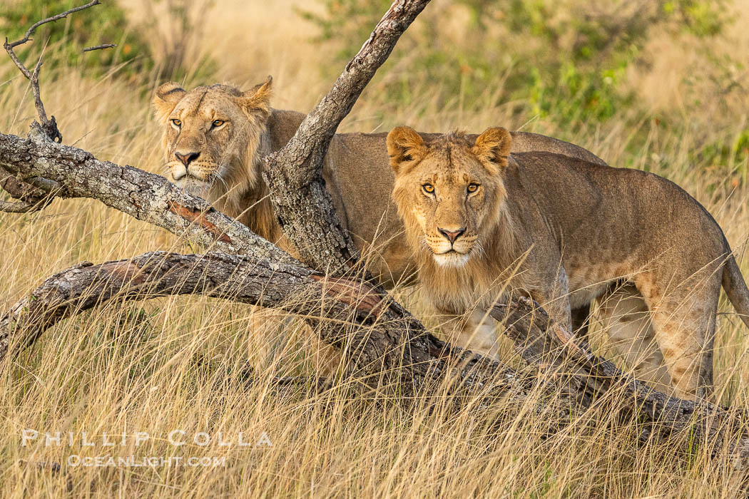 Two lions alongside a downed tree, Mara Triangle, Kenya. Mara North Conservancy, Panthera leo, natural history stock photograph, photo id 39692