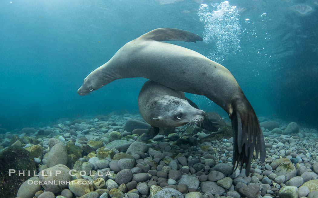 Two male California sea lions mock joust and fight underwater, not yet full grown, they are learning how to contend with one another when they become bulls and gather their own harems of females. Coronado Islands near San Diego, Baja California, Mexico. Coronado Islands (Islas Coronado), Zalophus californianus, natural history stock photograph, photo id 40760