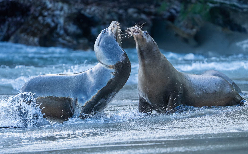 Two Male California Sea Lions Mock Jousting in La Jolla Cove. These two are not yet full grown and are only mock fighting. Once they grow to full size they will become impressive fighters and have a harem of their own. USA, Zalophus californianus, natural history stock photograph, photo id 39847
