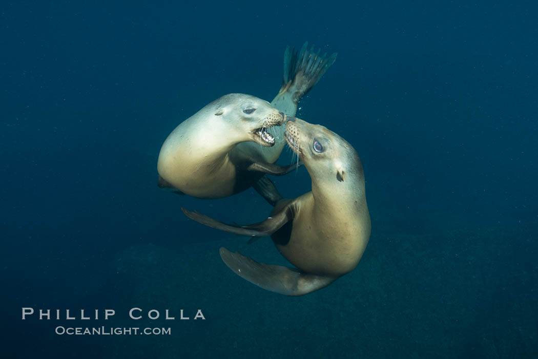 Two sea lions playing, mock jousting, underwater. Sea of Cortez, Baja California, Mexico, Zalophus californianus, natural history stock photograph, photo id 31258