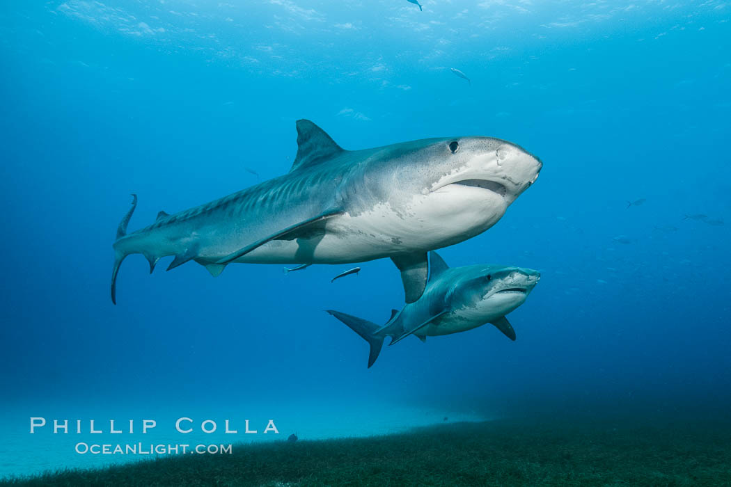 Two tiger sharks. Bahamas, Galeocerdo cuvier, natural history stock photograph, photo id 31892