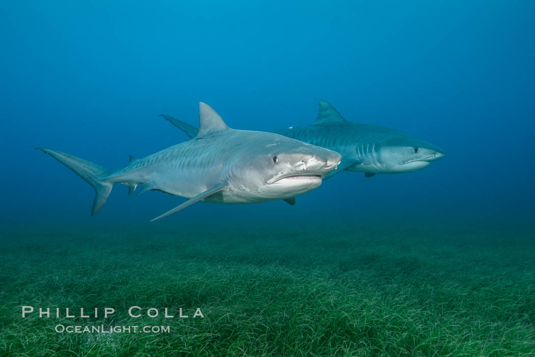 Two tiger sharks. Bahamas, Galeocerdo cuvier, natural history stock photograph, photo id 31891