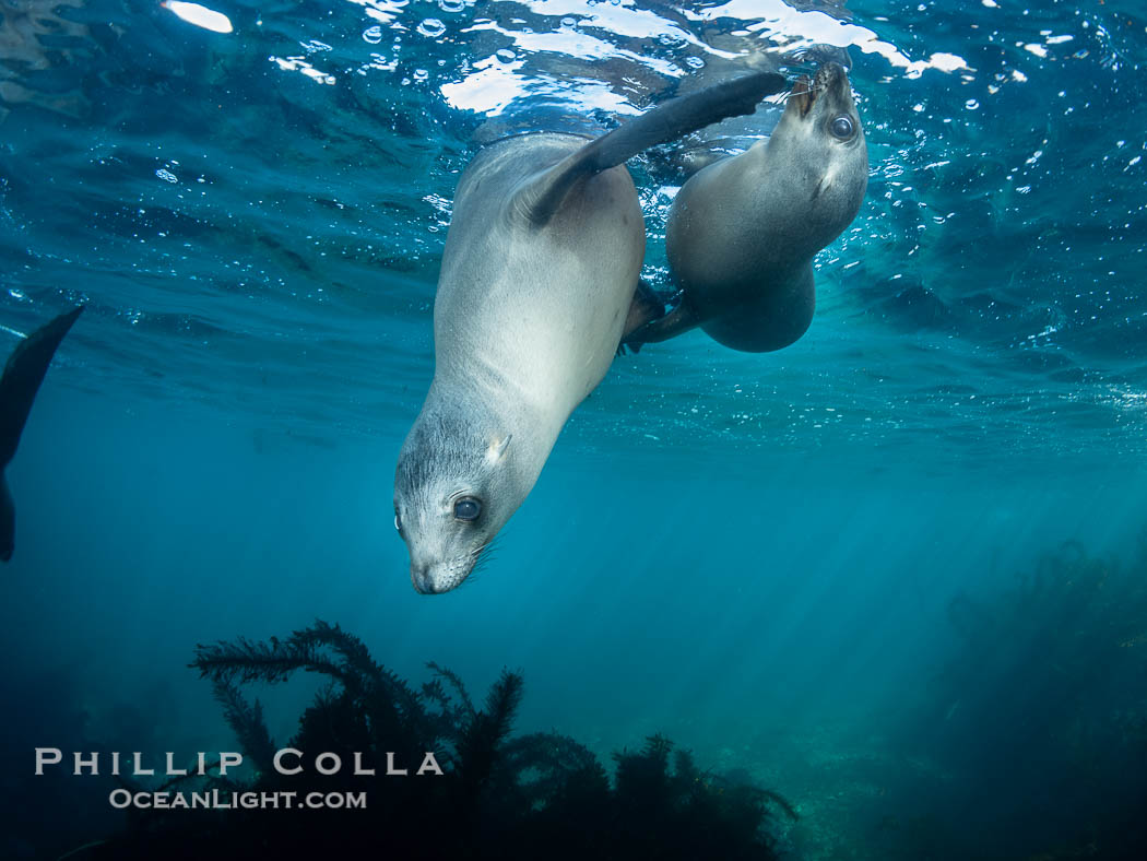 Two Young California Sea Lions at Play Underwater in the Coronado Islands, Mexico. Coronado Islands (Islas Coronado), Baja California, Zalophus californianus, natural history stock photograph, photo id 39976