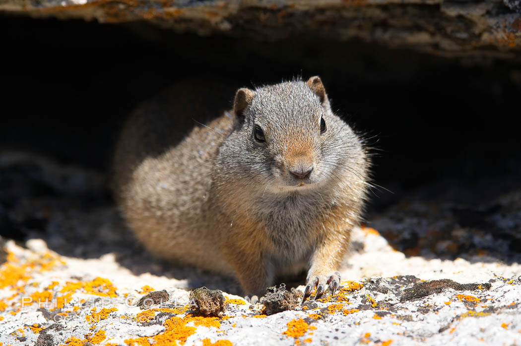 Uinta ground squirrels are borrowers. In the winter these squirrels hibernate, and in the summer they aestivate (become dormant for the summer). Yellowstone National Park, Wyoming, USA, Spermophilus armatus, natural history stock photograph, photo id 13062