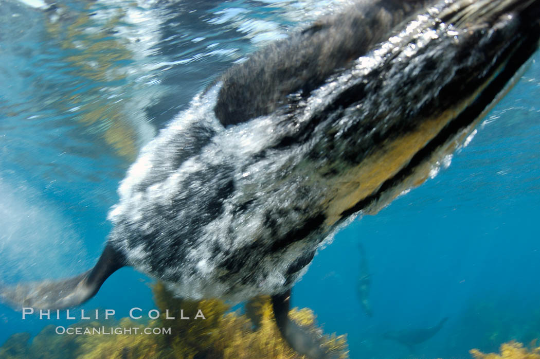 Bubbles are squeezed out of the dense, two-layered fur of this adult male Guadalupe fur seal as he makes a fast pass by the photographer. Guadalupe Island (Isla Guadalupe), Baja California, Mexico, Arctocephalus townsendi, natural history stock photograph, photo id 09662