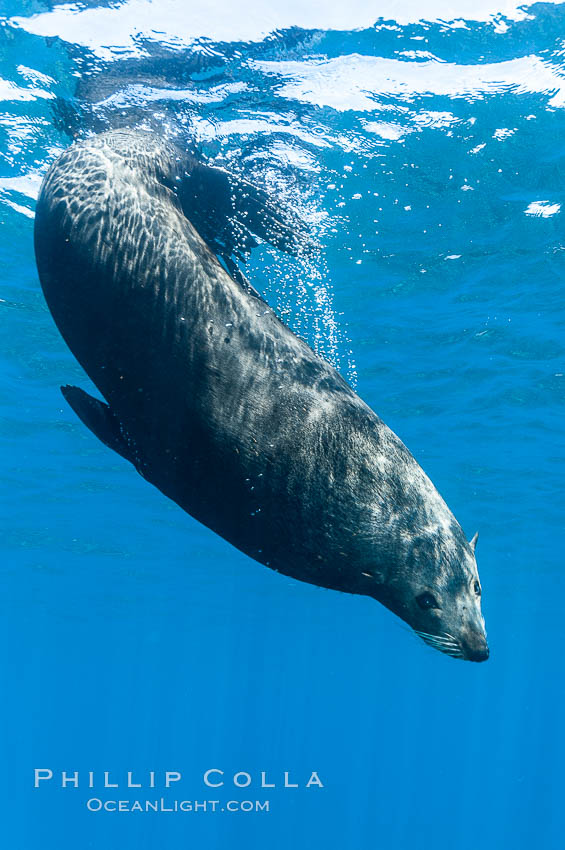 Adult male Guadalupe fur seal resting, bubbles emitted from dense, two-layered fur for which it was formerly hunted to near extinction.  An endangered species, the Guadalupe fur seal appears to be recovering in both numbers and range. Guadalupe Island (Isla Guadalupe), Baja California, Mexico, Arctocephalus townsendi, natural history stock photograph, photo id 09660