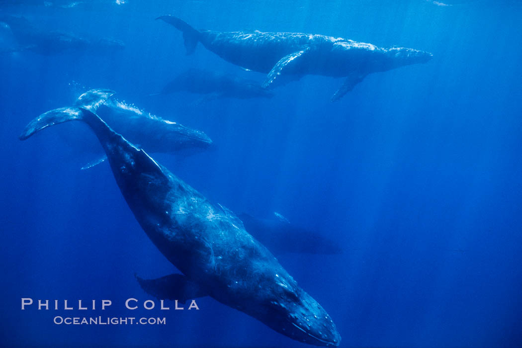 Large competitive group of humpback whales seen underwater. Maui, Hawaii, USA, Megaptera novaeangliae, natural history stock photograph, photo id 04462