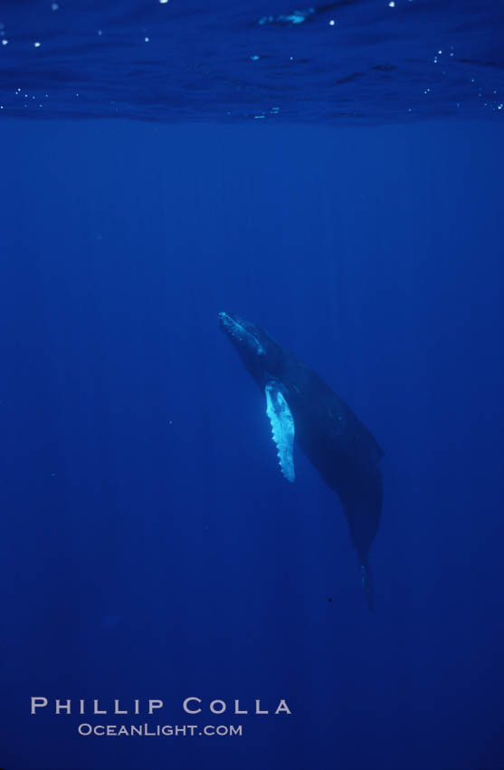 Humpback whale calf. Maui, Hawaii, USA, Megaptera novaeangliae, natural history stock photograph, photo id 04482