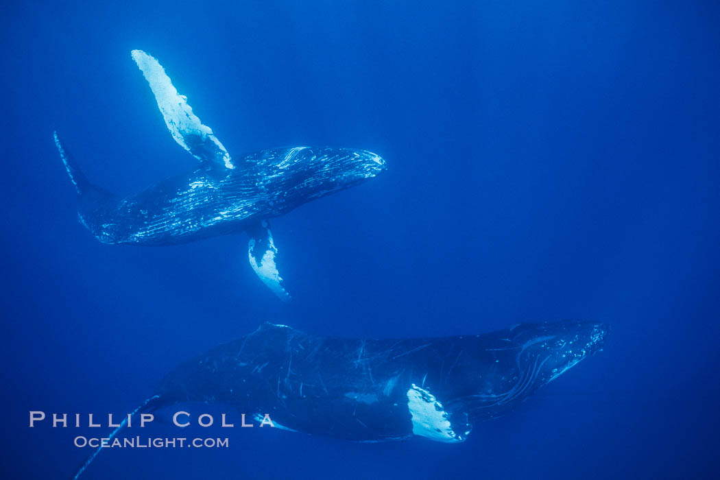Humpback whales turning sharply in competitive group. Maui, Hawaii, USA, Megaptera novaeangliae, natural history stock photograph, photo id 04522